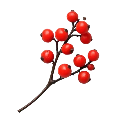 Berberin Pflanzenextrakt